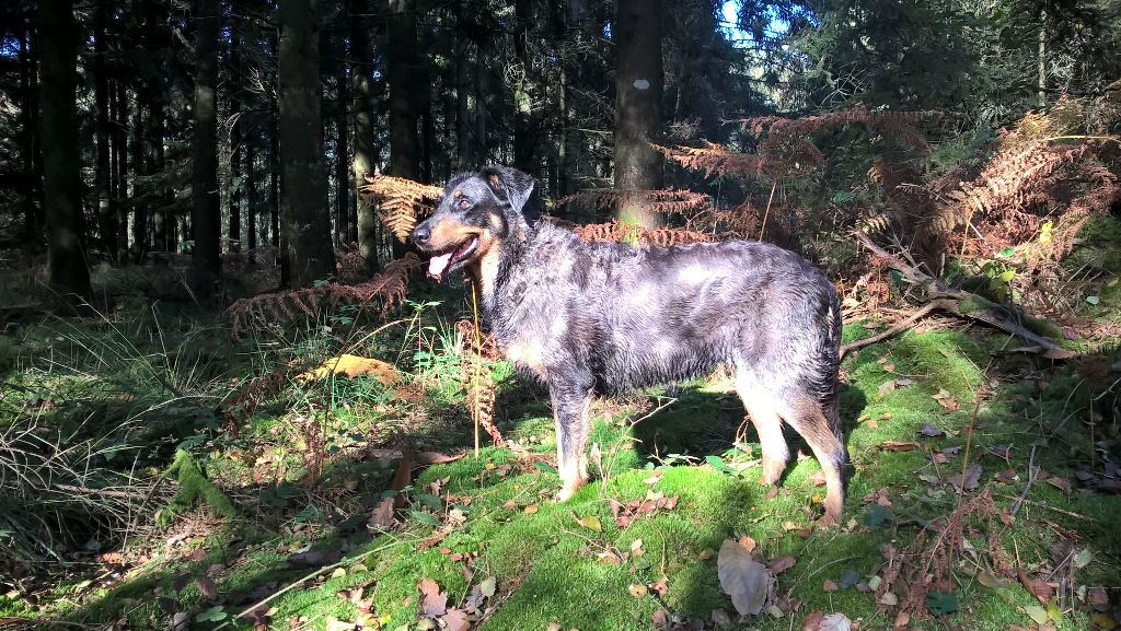 Prochaine portée Beauceron en 2017 !