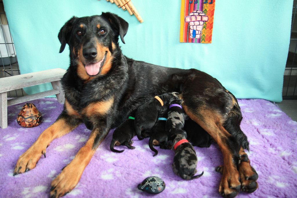 Chiot Berger de Beauce D'Ombre & De Lumière